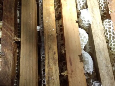 Pčelar Haris Redžić