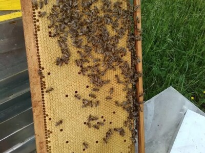 Pčelar Haris Redžić