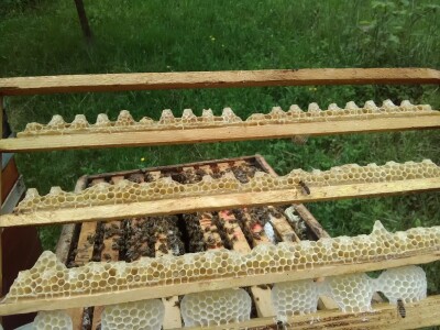 Pčelar Haris Redžić