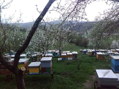 Pčelar Haris Redžić