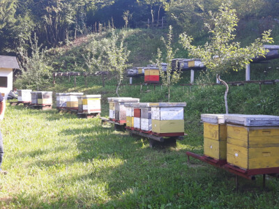 Počinje nova pčelarska godina Počinje nova pčelarska godina