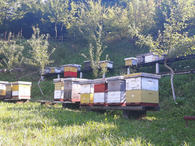 Počinje nova pčelarska godina Počinje nova pčelarska godina