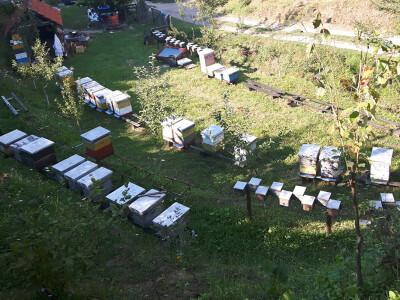 Počinje nova pčelarska godina Počinje nova pčelarska godina