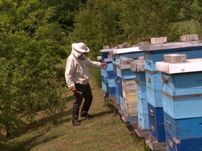 Pčelar Janković Pčelar Janković