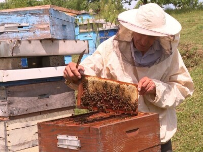 Pčelar Janković Pčelar Janković