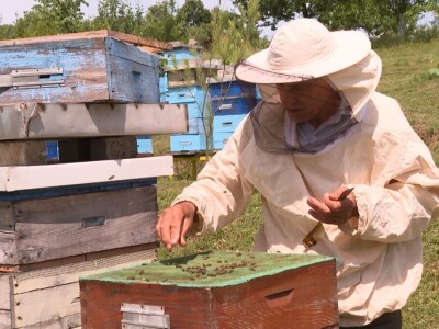 Pčelar Janković Pčelar Janković