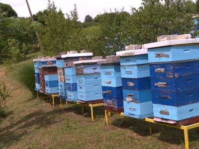 Pčelar Janković Pčelar Janković