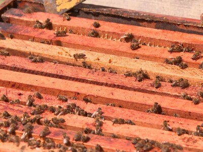 Pčelar Janković Pčelar Janković