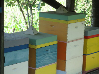 Pčelar Miloš Odžić