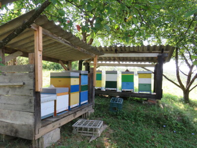 Pčelar Miloš Odžić