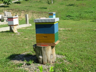 Pčelar Miloš Odžić