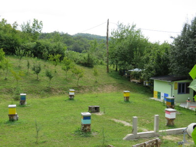 Pčelar Miloš Odžić