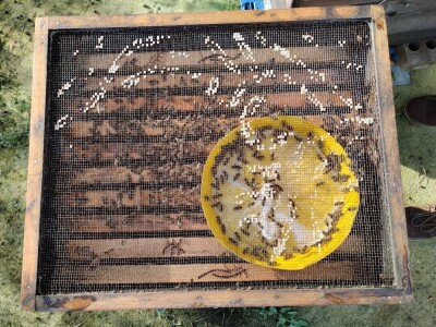 Pčelar Želimir Depoli i energetska neovisnost