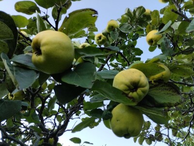 Pčelar Želimir Depoli i energetska neovisnost