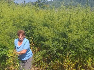 Pčelarenje i ljekovito bilje Pčelarenje i ljekovito bilje