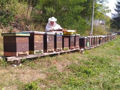 Pčelarenje i ljekovito bilje Pčelarenje i ljekovito bilje