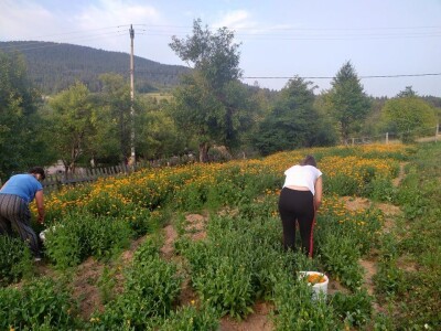 Pčelarenje i ljekovito bilje Pčelarenje i ljekovito bilje