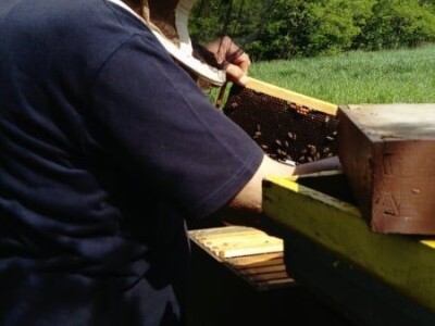 Pčelarenje i ljekovito bilje Pčelarenje i ljekovito bilje