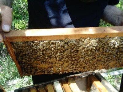 Pčelarenje i ljekovito bilje Pčelarenje i ljekovito bilje