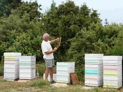 Pčelarenje u dalmatinskom kršu