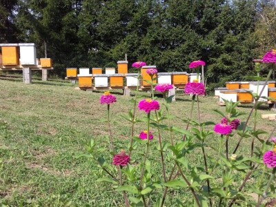 Pčelari ove godine zadovoljni prinosom meda GORAN PRANJIĆ: U odnosu na posljednje tri, ova se pokazala jako dobrom