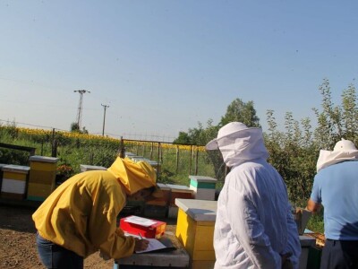 Pčelari se plaše da ih vrijeme i ove godine ne prevari Pčelari se plaše da ih vrijeme i ove godine ne prevari