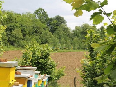 Pčelari se plaše da ih vrijeme i ove godine ne prevari Pčelari se plaše da ih vrijeme i ove godine ne prevari