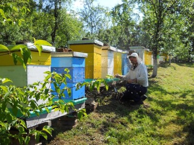Pčelari se plaše da ih vrijeme i ove godine ne prevari Pčelari se plaše da ih vrijeme i ove godine ne prevari