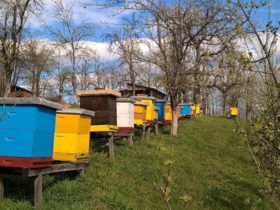 Pčelari se plaše da ih vrijeme i ove godine ne prevari Pčelari se plaše da ih vrijeme i ove godine ne prevari