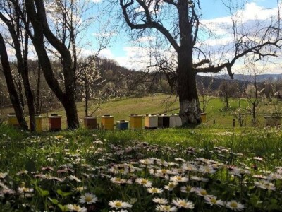 Pčelari se plaše da ih vrijeme i ove godine ne prevari Pčelari se plaše da ih vrijeme i ove godine ne prevari