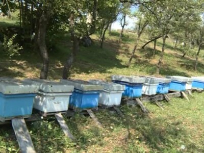 Pčelari u devedesettrećoj Pčelari u devedesettrećoj