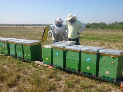 Stanje u pčelinjaku dobro