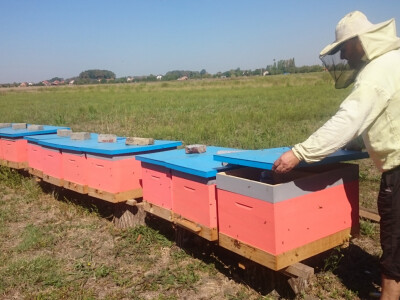 Poseban tip košnica