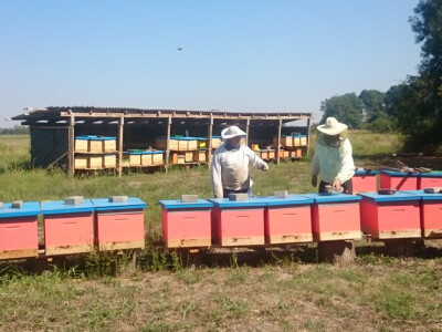 Zadrugari šire pčelinjake