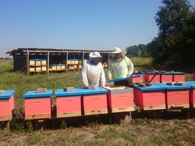 Nikica i Drago u pčelinjaku