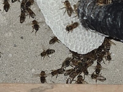 Pčelarka Elizabeth Wilson