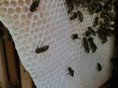 Pčelarka Elizabeth Wilson