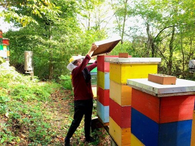 Pčelarka Elizabeth Wilson