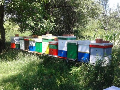 Pčelarska gljiva  - "pčelinji bensedin" Pčelarska gljiva  - "pčelinji bensedin"