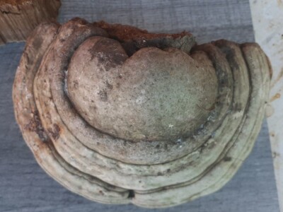 Pčelarska gljiva  - "pčelinji bensedin" Pčelarska gljiva  - "pčelinji bensedin"