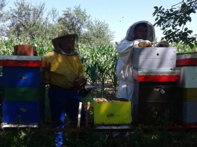 Pčelarska gljiva  - "pčelinji bensedin" Pčelarska gljiva  - "pčelinji bensedin"
