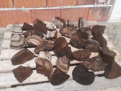 Pčelarska gljiva  - "pčelinji bensedin" Pčelarska gljiva  - "pčelinji bensedin"