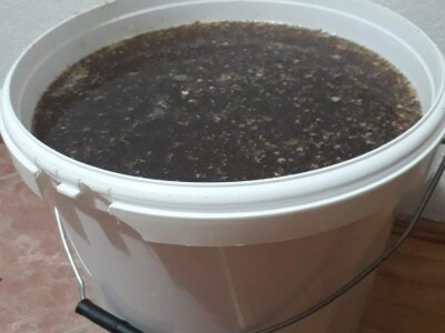 Pčelarska gljiva  - "pčelinji bensedin" Pčelarska gljiva  - "pčelinji bensedin"