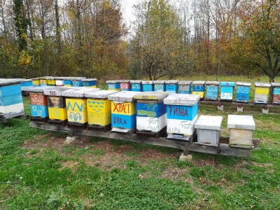 Pčelarski put Željka Ignjatića: Od sanduka za municiju do 200 košnica Pčelarski put Željka Ignjatića: Od sanduka za municiju do 200 košnica