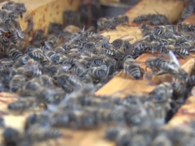 Pčelarsko gazdinstvo Milutinović Pčelarsko gazdinstvo Milutinović