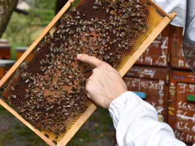 Pčelarstvo Antolčić – tradicija pet generacija