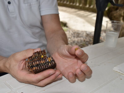 Pčelarstvo Antolčić – tradicija pet generacija