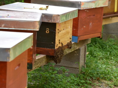 Pčelarstvo Antolčić – tradicija pet generacija