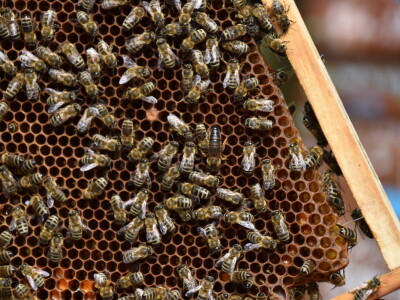 Pčelarstvo Antolčić – tradicija pet generacija