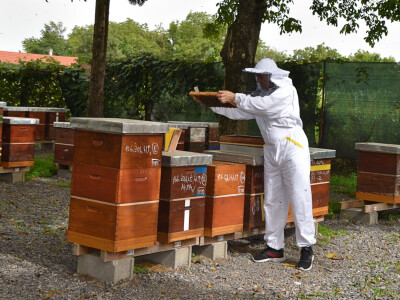 Pčelarstvo Antolčić – tradicija pet generacija